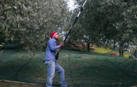 col_di_stella_braccia_rubate